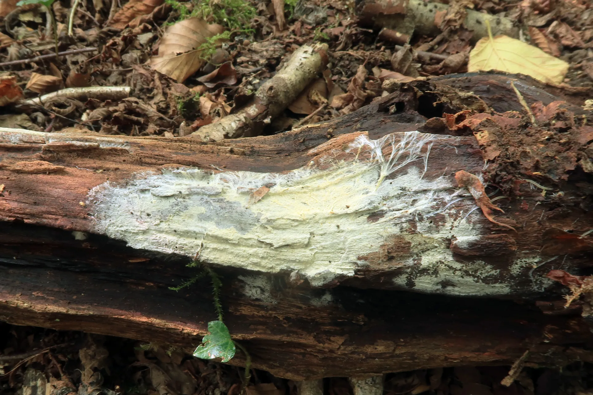 Sertulicium granuliferum - 1 - IMG_8722